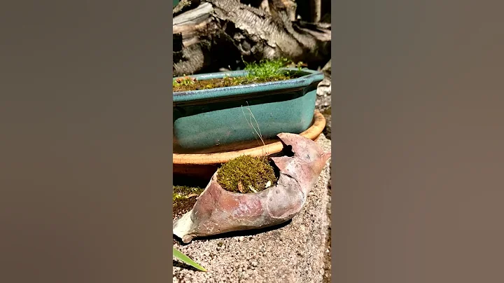 Dancing moss 1