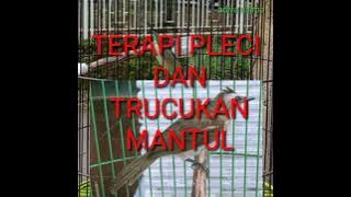 TERAPI BURUNG PLECI DAN TRUCUKAN