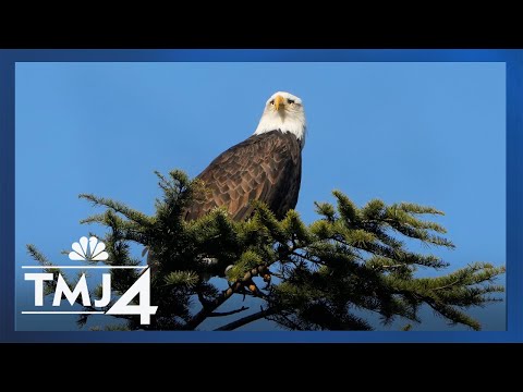 Nesting bald eagles
