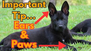 You Should Know this About German Shepherd Ears and Paws!!! by German Shepherd Man Official Channel 1,759 views 2 months ago 2 minutes, 23 seconds