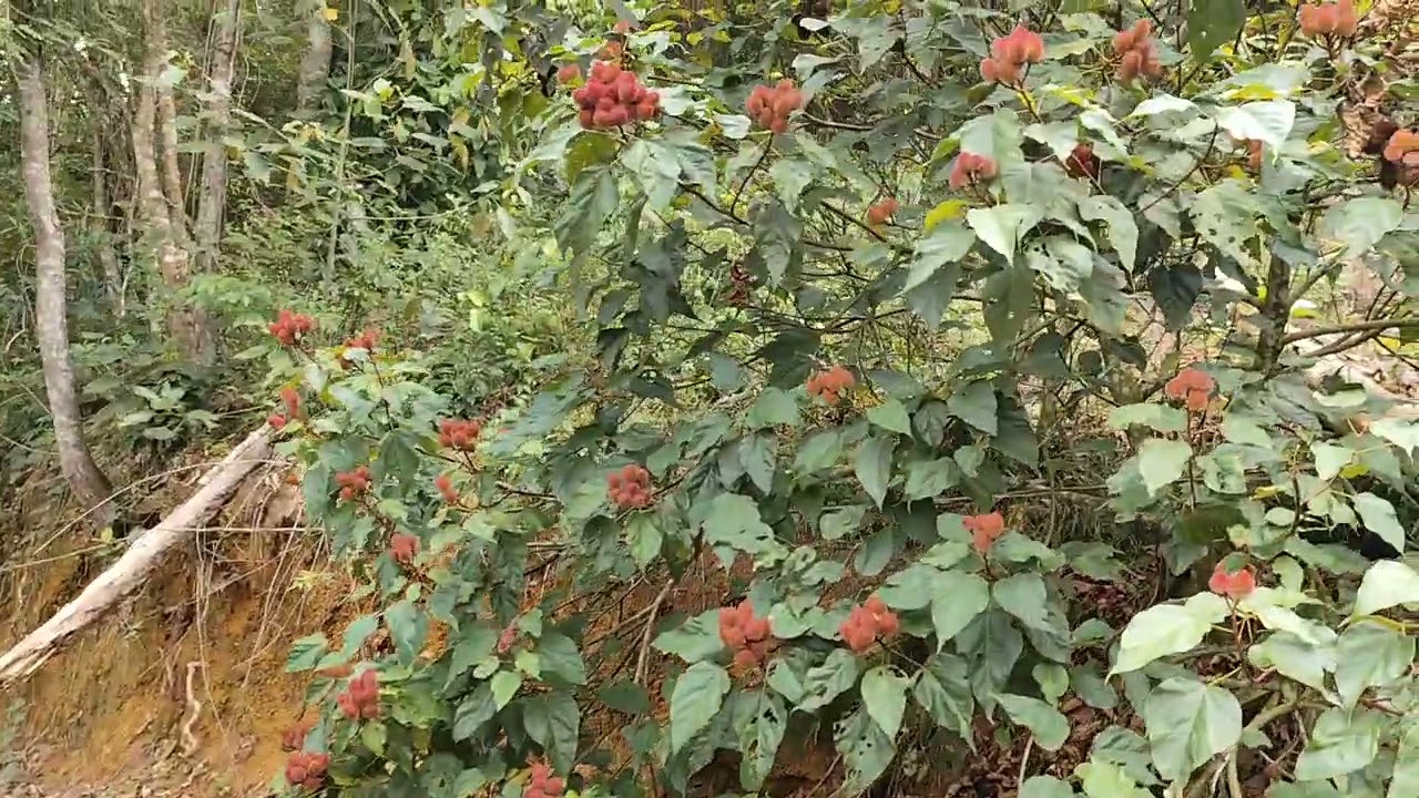 Sítio a venda no espírito santo Es em Barracão no Rio posmosso, 27995311405 #vendas #sitio #roça