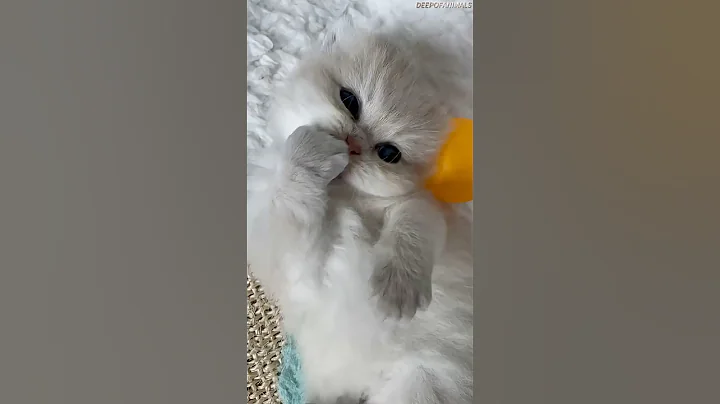 Video 10182871: cat food review, cat sounds happy, cat funny happy