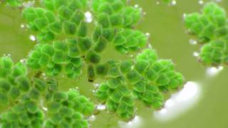 Azolla, Tiny Aquatic Fern, Time Lapse With Canon Sx1 And Pclix