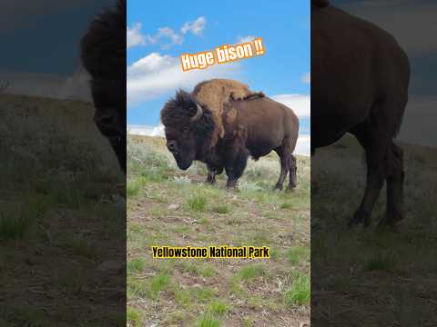 Bison spotted at Yellowstone National Park #yellowstone #bison #camping #hiking