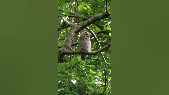Tawny owl fledgling