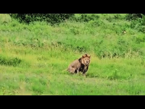 Manywele Male Lion With Black Rock Pride Sighting Masaimara 24 April 2025