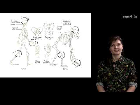 Видео: Каковы два важных аспекта эволюции форм рельефа?