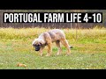 DUST clouds with SILVER linings | PORTUGAL FARM LIFE S4-E10 ☁☔❤🇵🇹