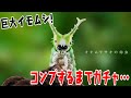 巨大いもむしガチャガチャ全種コンプするまで引いた結果【いきもの大図鑑いもむし02】