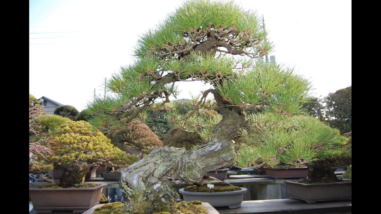 Japanese Red Pine (Yamadori) YouTube