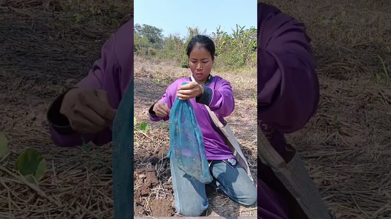 #หาขุดปูเก็บผักตามประสาชีวิตคนชนบท