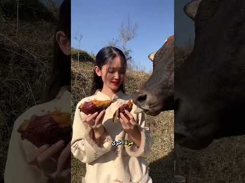يا له من مفاجأة الثور أكل طعام الأخت