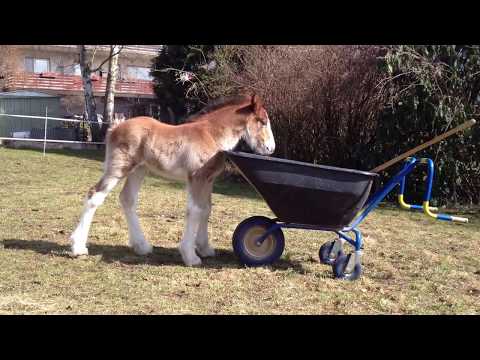 cute-clydesdale-foal-|-pushing-wheelbarrow