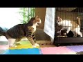 【初対面】1年前は凶暴だった元野良の先住猫と新入り子猫の顔合わせ