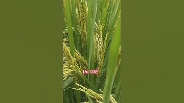 Cách làm Lúa năng suất cao #trongcay #kythuatcaytrong #lua #chiase #luavang #hottrend #kinhnghiemhay