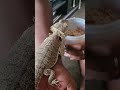 Part 1 Meet Junior The Lizard Finally A Worm He Wants To Eat Part 1 Meet Junior The Lizard Finally A Worm He Wants To Eat