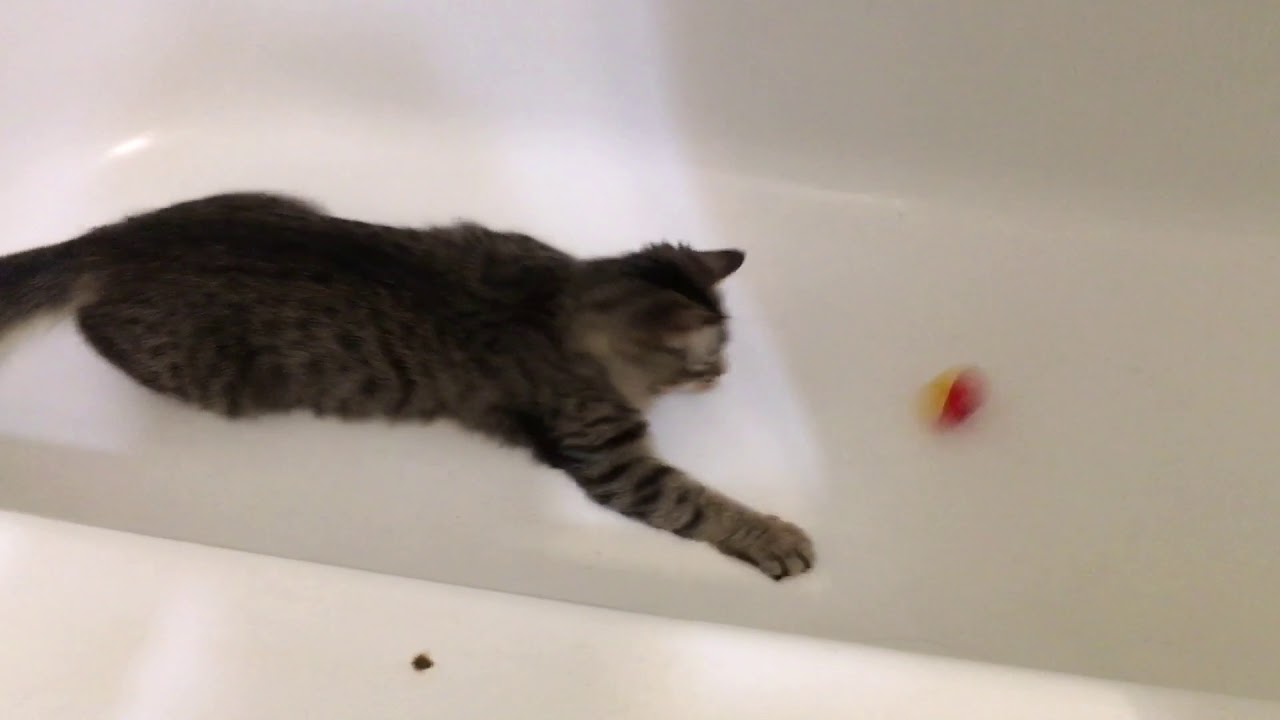 One-Eyed Cat Plays with Ball in Bathtub - YouTube