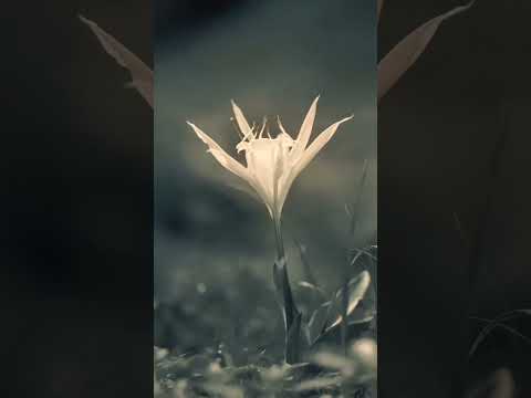 حيد الجزيل  وادي دوعن  حضرموت تصوير جوي