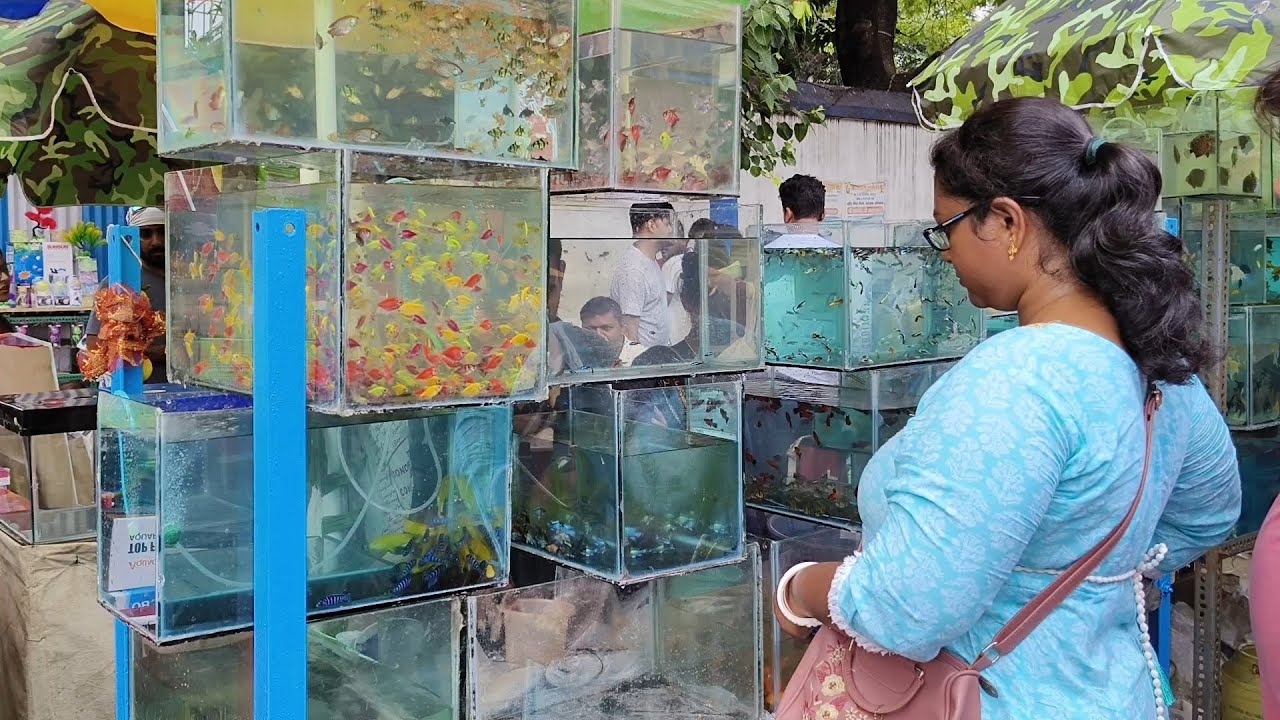 RECENT AQUARIUM FISH PRICE UPDATE GALLIF STREET FISH MARKET KOLKATA