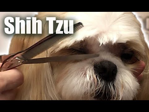 Elegant Shih-Tzu PET TRIM