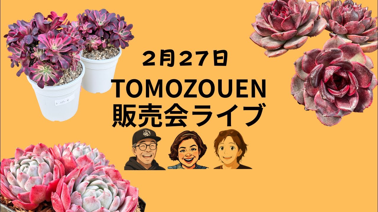 多肉植物 アエオニウム 販売会2/27　🙋‍♀️🙋‍♂️ どうも、ともぞうえんです 　-植物を楽しもう-