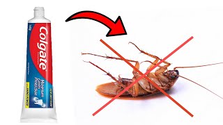 How to Get Rid of Cockroaches with Toothpaste | DIY Natural Cockroach Killer