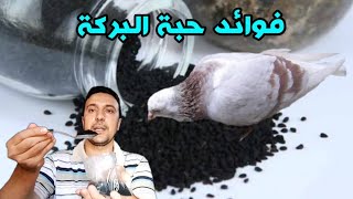 فوائد حبة البركة للحمام ( الحبة السوداء)  وافضل طريقة لاستخدمها