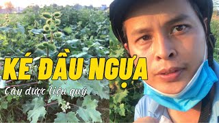 Ké đầu ngựa loài dược liệu quý mọc hoang dại dễ kiếm