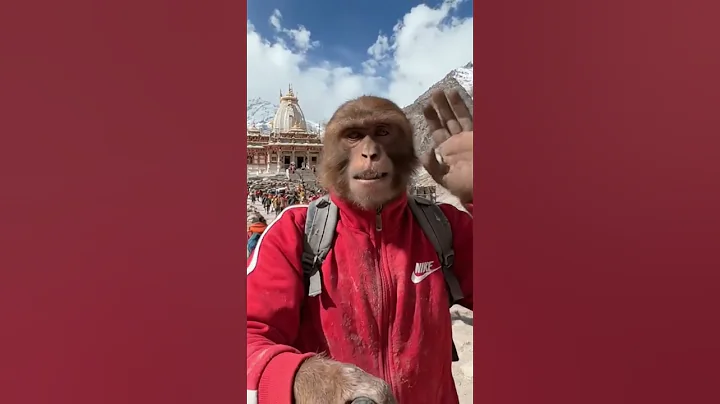 #viralvideo #rcbians #funnyanimal #funny #youtubeshorts #monkey #shorts #shortsfeed