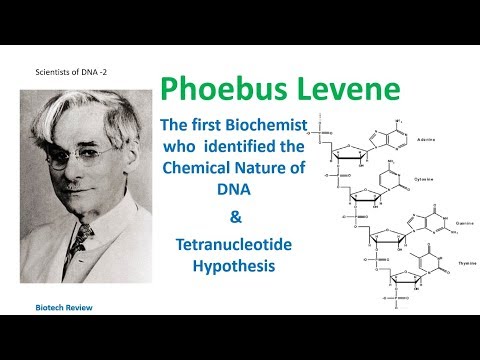 Video: Penemuan mana yang dikaitkan dengan phoebus levene?