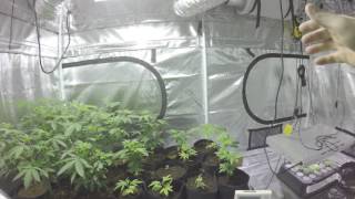 Veg Tent and Roundtable Shoutout