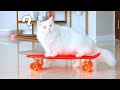 Can Cats Ride Skateboards?