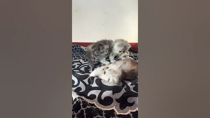 Video 3520301: persian kitten fighting cats, persian kitten cats catlover, persian kittens cute fight