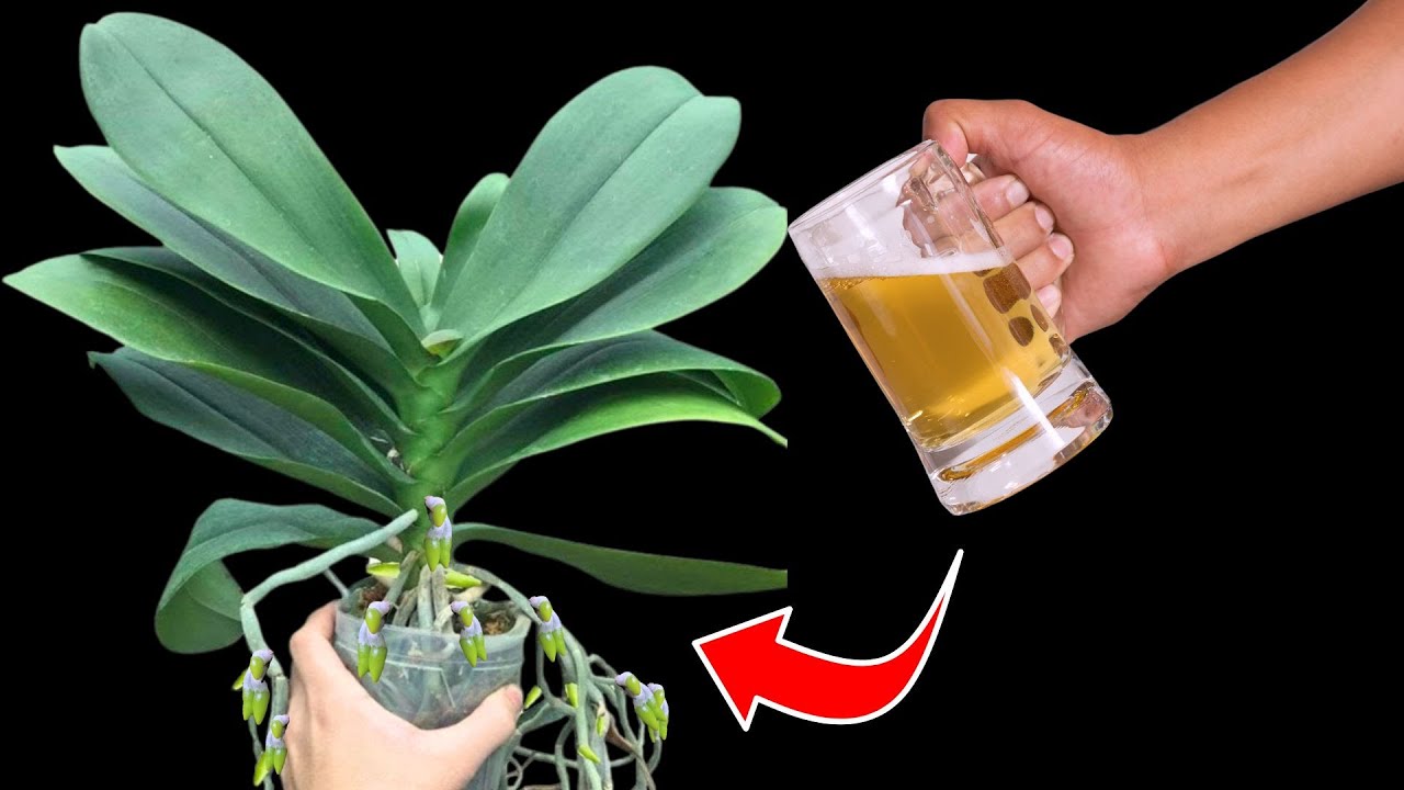 совсем немного летом! Орхидеи тут же зацвели повсюду.