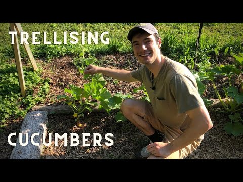 Grow Cucumbers Vertically