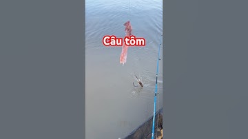 Câu tôm #viral #shortvideo