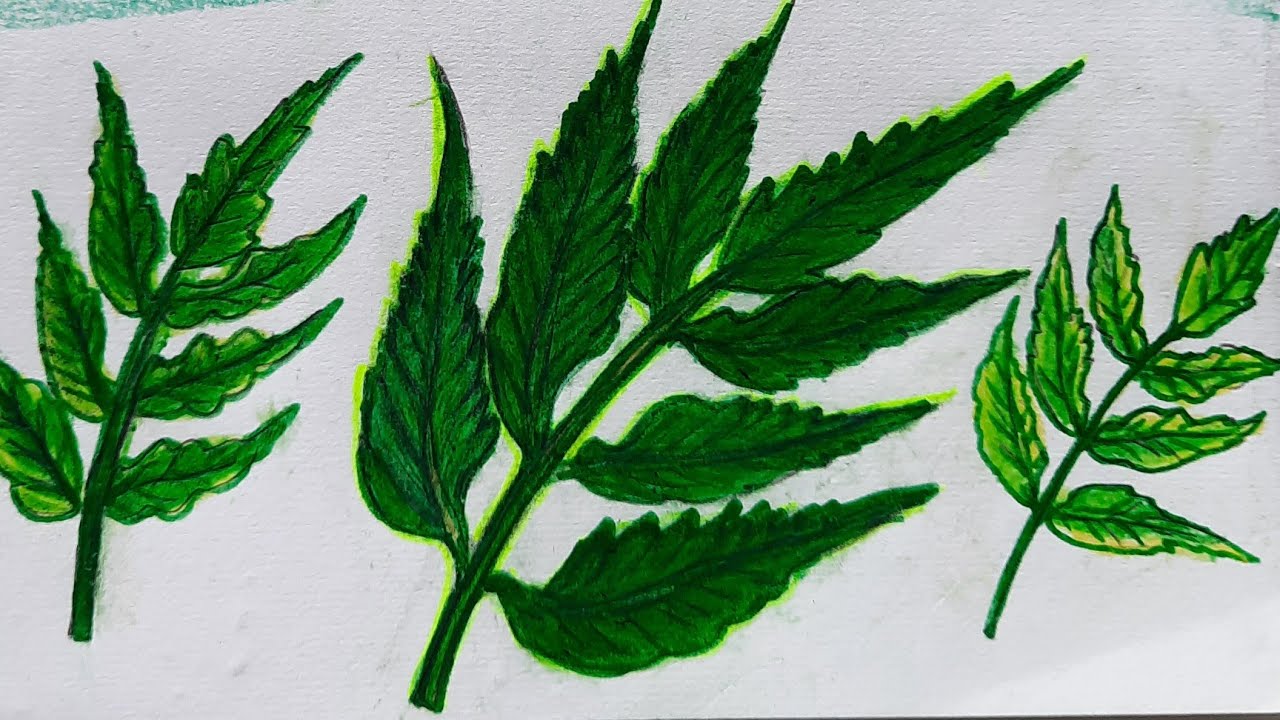 how to draw a neem leaf very easy way. //neem leaf drawing step by step