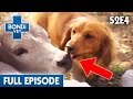 Dog Addicted To Licking Cows! | Bondi Vet Season 2 Ep4 | Bondi Vet Full Episodes | Bondi Vet