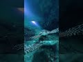 SEAHORSE DIVING CLUB 🤿