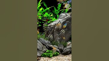 Thư Giãn Cuối Tuần Với Đàn Cá Cảnh Siêu Đẹp #cácảnh #thuysinh #becadep