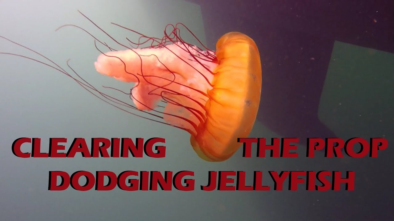 Dodging JellyFish While Clearing the Prop – Maintenance Monday