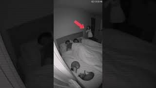 Real CCTV Footage Something Lifted the Cat at Midnight 😨 #cctvfootage #scary #trending #night #fyp
