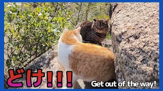 絶景で威嚇し縄張り争いする猫達【野良猫 地域猫】Cats intimidated by spectacular views and fighting over territory[Stray cat]