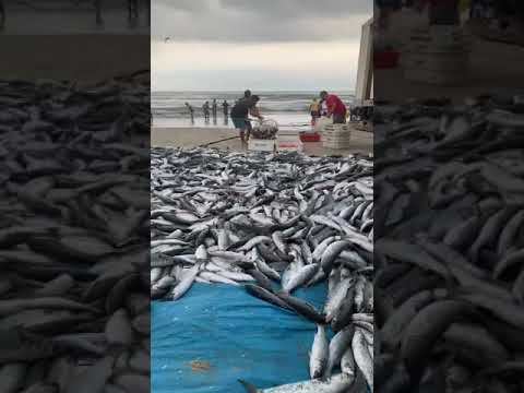 Tainhotas itapirubá litoral
