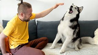 Pretending To Pet My Dogs And Cats | Husky is Outraged