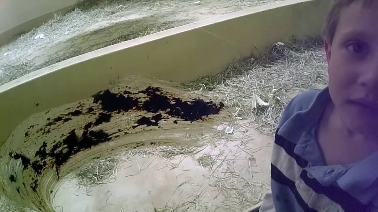 Gorilla drinks his sister's pee.