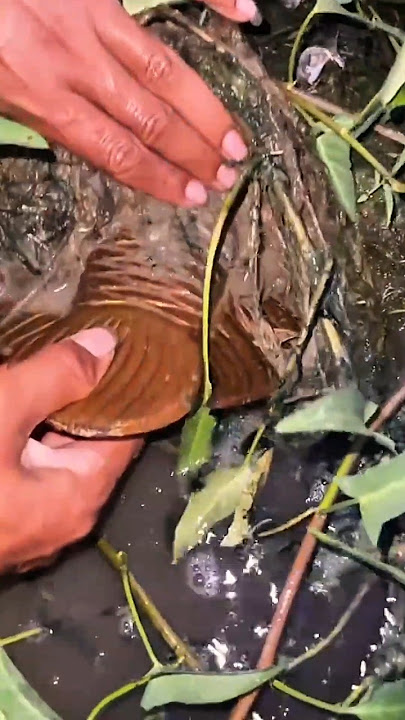 Found rare fish in the bushes and mud #fishing #riverfish