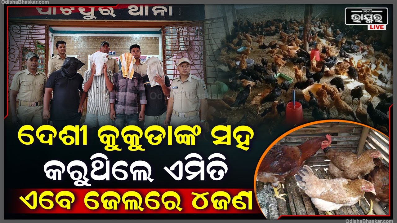 ଚୋରି ଅଭିଯୋଗରେ ଜେଲ୍ ଗଲେ ୪ ଅଭିଯୁକ୍ତ । କୁକୁଡା ମାନଙ୍କ ସହ କରୁଥିଲେ ଏମିତି...ପଡିଗଲା ଅଭିଶାପ