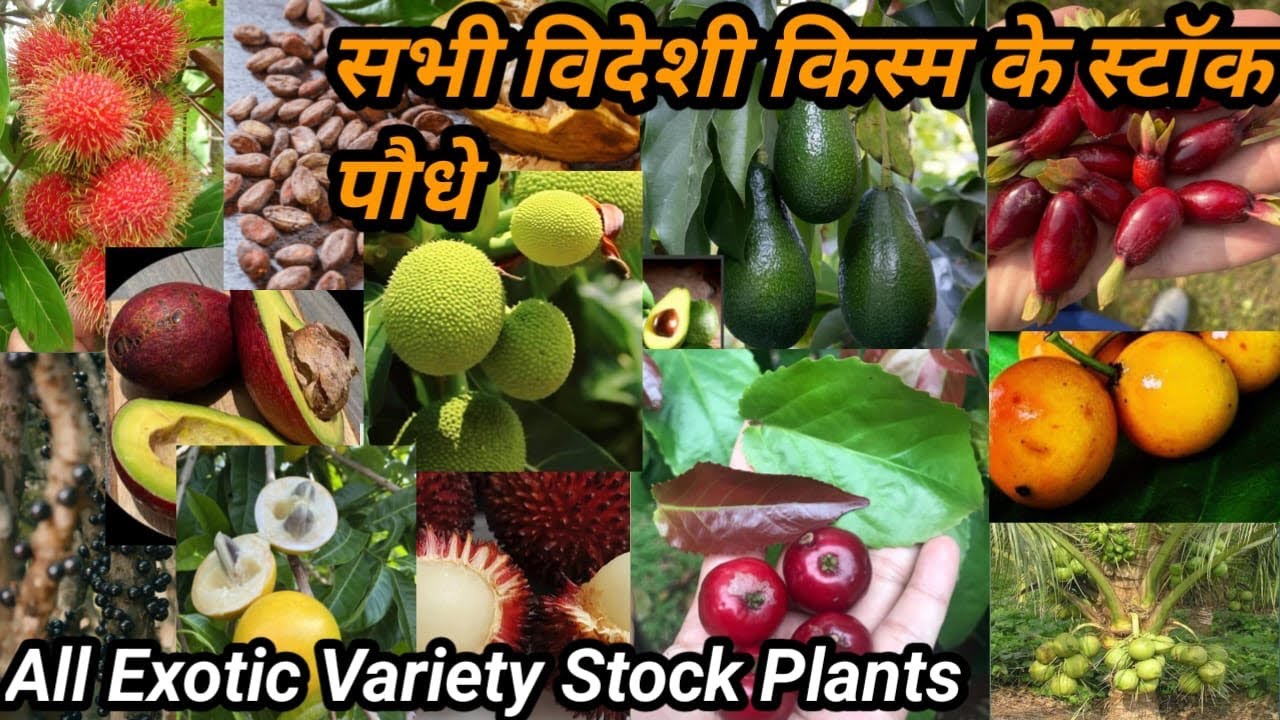 All Exotic Variety Stock Plants || सभी विदेशी किस्म के स्टॉक पौधे || New Collection Variety Plants