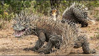 Komodo Dragon Regrets Attacking a Porcupine Immediately